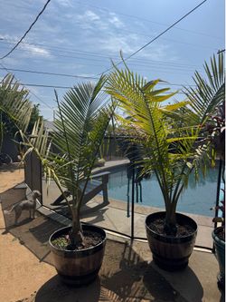 majestic palm