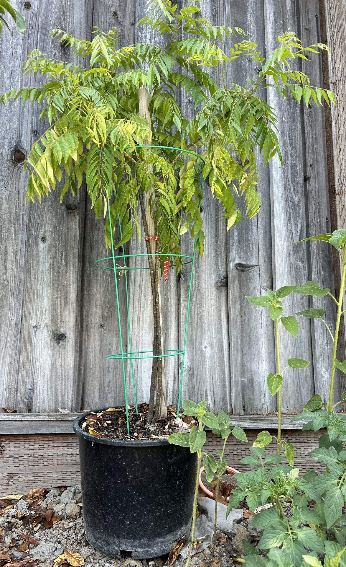 54  inch (4.5 ft) tall Curry leave plant in pot [Sale for charity]