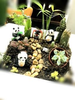 Mini Garden planter Japanese succulents pandas 🐼 modern