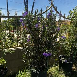 Planta Petunia Mexicana  Grande 15 G