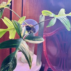 Florida Beauty Philodendron 