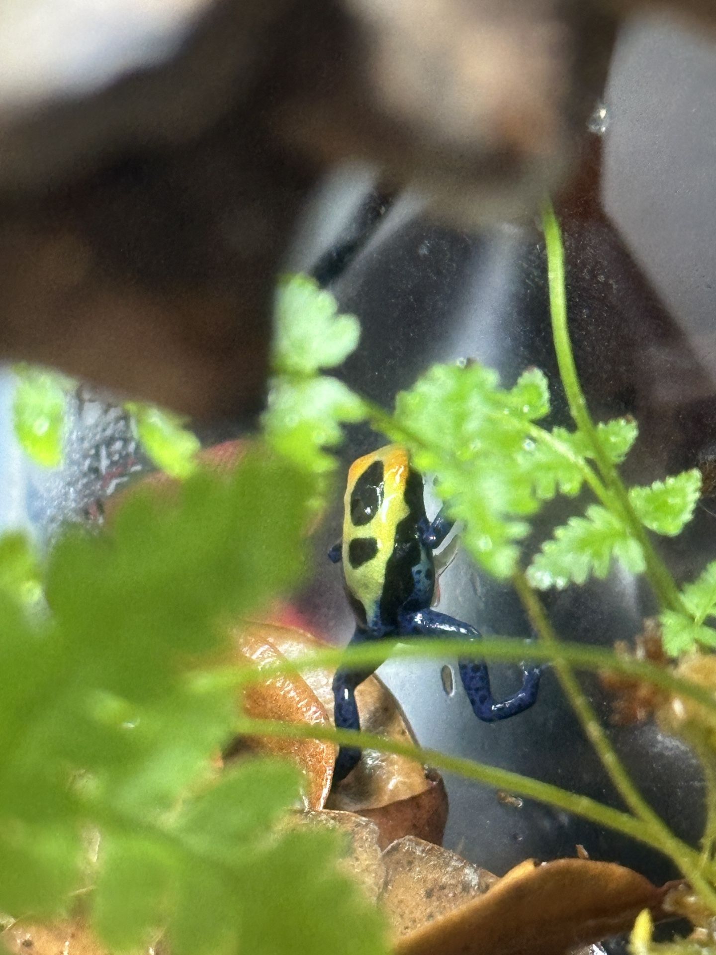 Dart Frog Froglets