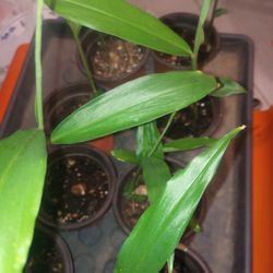 ORGANIC GINGER PLANTS !!