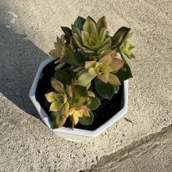 Variegated Succulent In Ceramic Pot