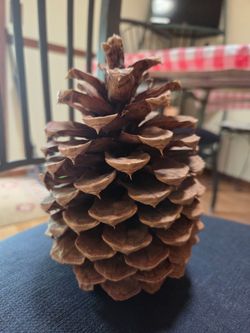California pine cone