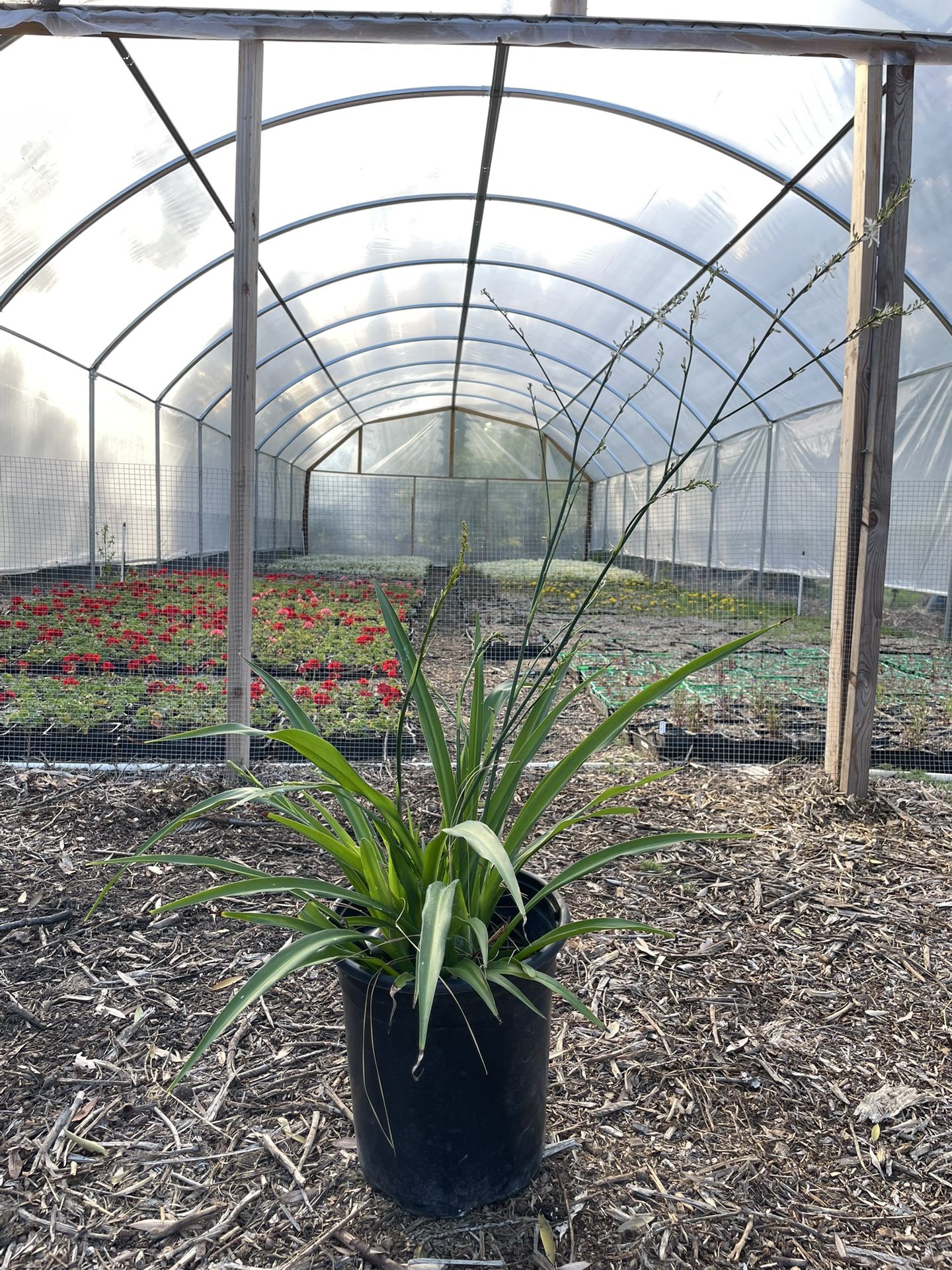 Dianella Caerella Breeze 5 Gallon Plant