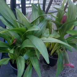 Beautiful Calla Lilies 