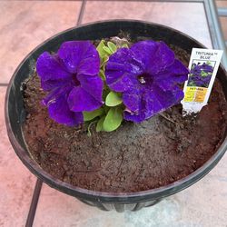 Patunia In Pot Decorative Green Plant 