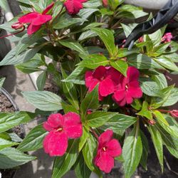Canastas De Petunias Y  Rosales Nopal  Chiles YMucho Mas Diferen  Praises 