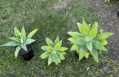 FOXTAIL AGAVE PLANTS 