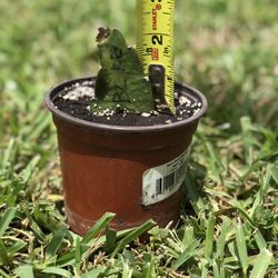 Brazilian Red Dragon Fruit Cactus