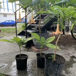Brugmansia Bronze Color Flowers in a Variety Of Sizes