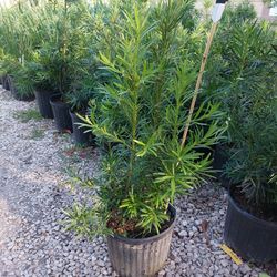 Japanese Yew 