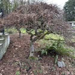 Japanese Maple Tree