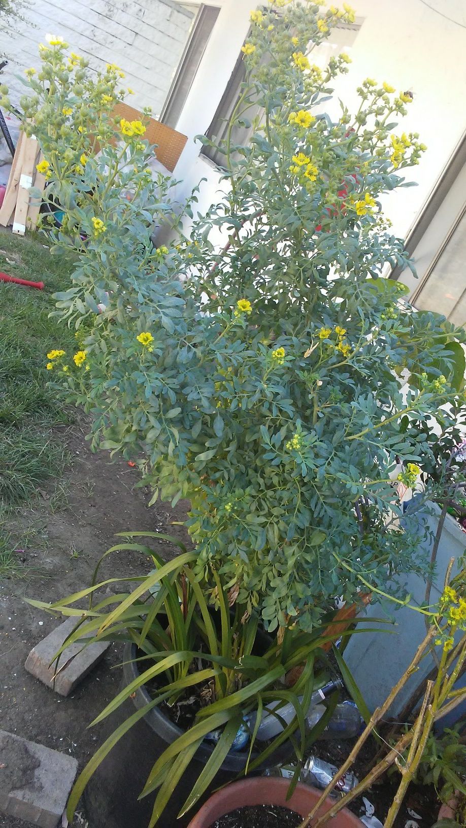 Ruba plant