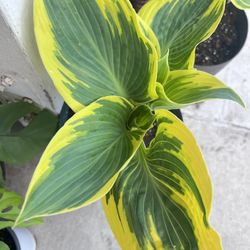 First Frost Hosta Plant 