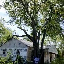 Tree Jobs/ Corto Arboles 