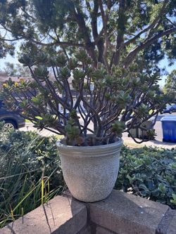 Gorgeous Succulent For Sale 