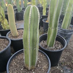 Mexican Post Cactus 
