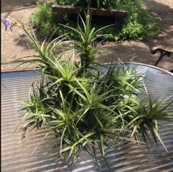 Air Plants , Tillandsia