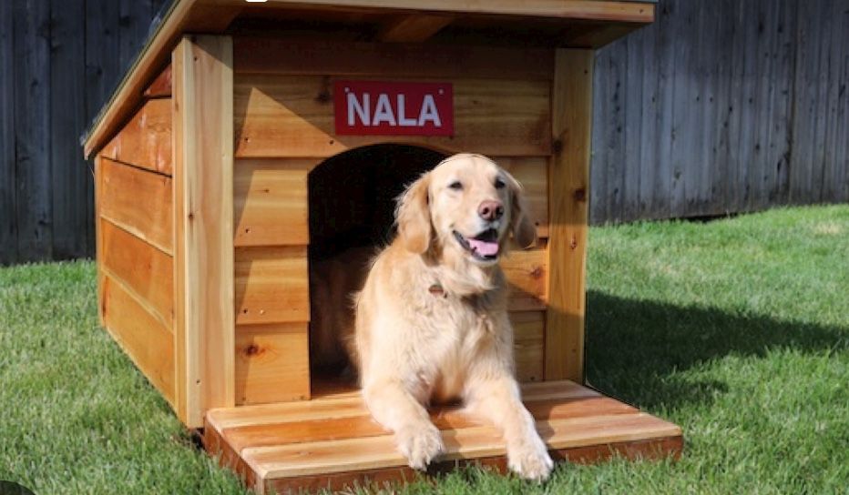 dog house Golden