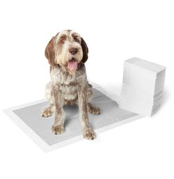 Dog training pads 22”x22” box of 100