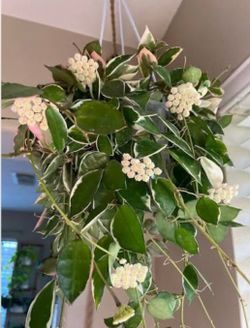 Hoya Lacunosa Asami outed variegated pleasant scent