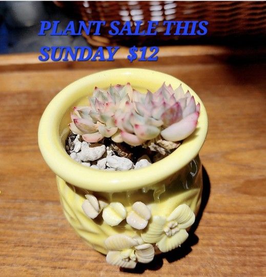 PLANT SALE ON SUNDAY IN SAN LORENZO FROM 1PM TO 430 PM