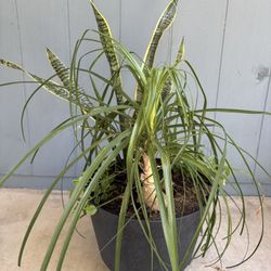 Brand New Beautifully Arranged, 14 Inch Weather Resistant Container
