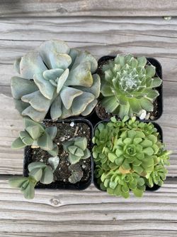 4 pcs Succulent Bundle