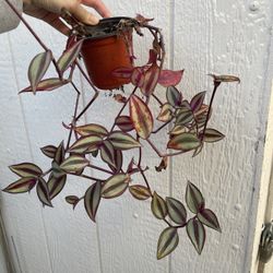 4in Pot Tradescantia Zebrina Plant