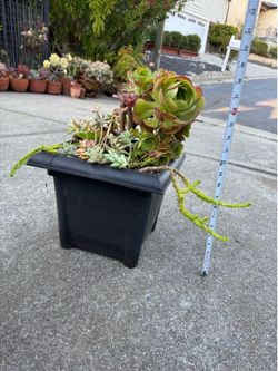 Large Mixed Succulent Arrangement in Decorative Black Planter