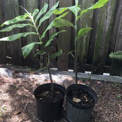 Shampoo ginger Plant $20 Each