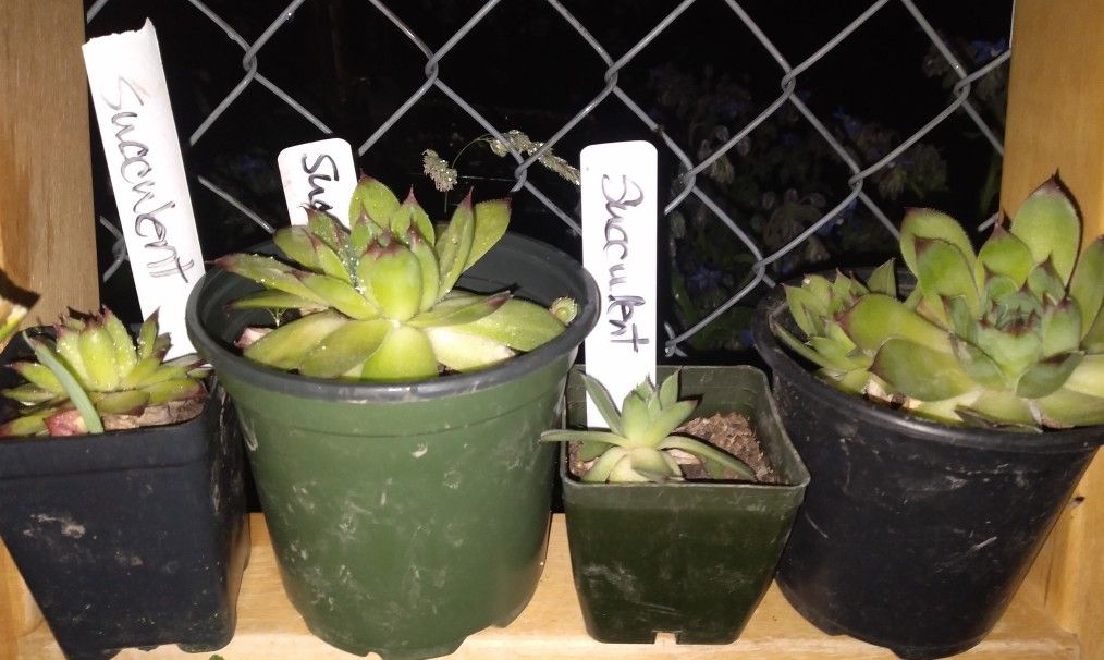 Succulent Plants