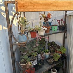 Cheap Plants… Must Go 