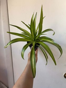 Spider Plant 