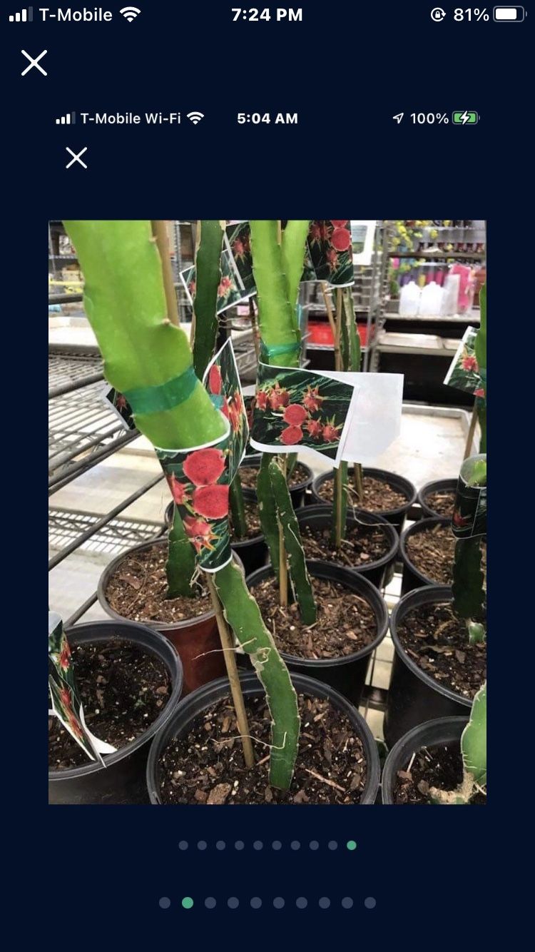 Purple Core Dragon Fruit Seedling Plant In 1 Gallon Pot