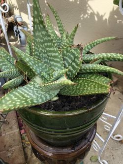 Plant in ceramic pot