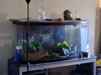 Multiple reptile enclosures available