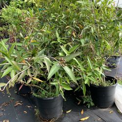 Rose Apple Tree With Lots Of Flower (6-7 Ft Tall) Ready To Bear Fruit