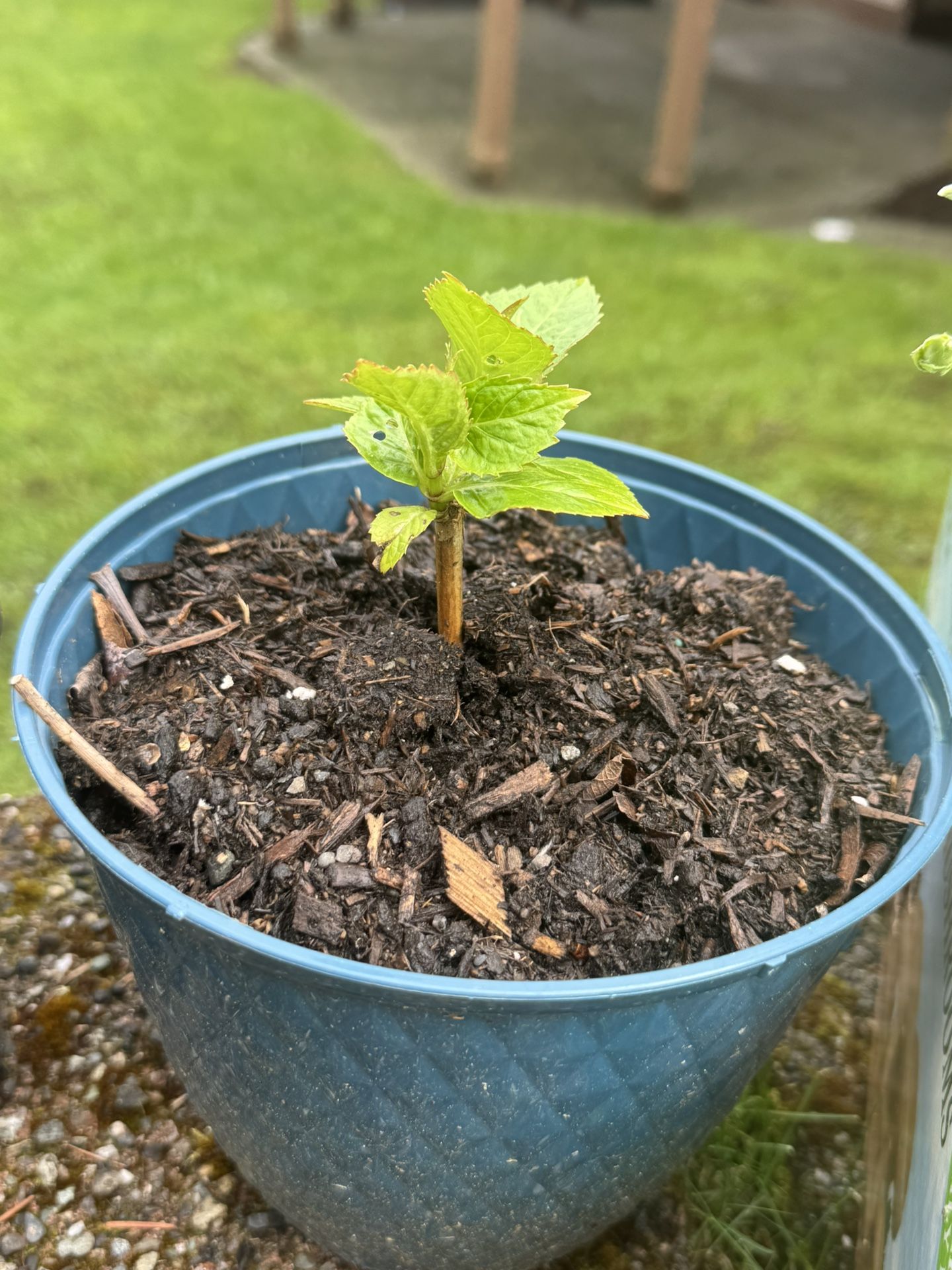 Rooted hydrangea cuttings