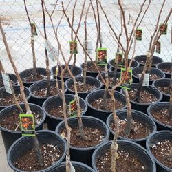 Arboles De Persimmon Fuyu Grafted 3gallon 