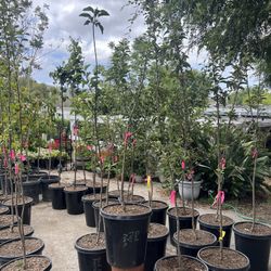 Fuji Apple Tree for Sale | Sweet & Crisp Apples