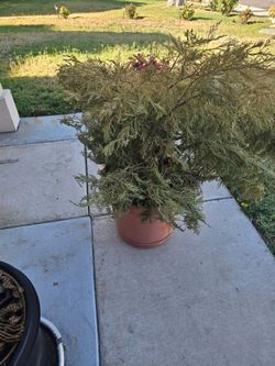 Plant sale