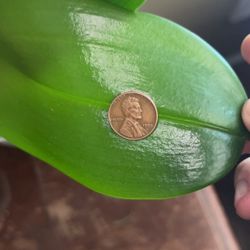 1958 Collector Wheat Penny