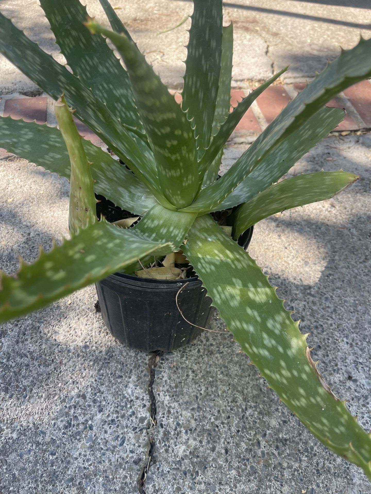 aloe vera plant price Aloe Vera