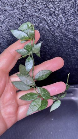 Hoya Lacunosa Perangin Durian