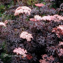 Beautiful Landscaping Trees 🌳 