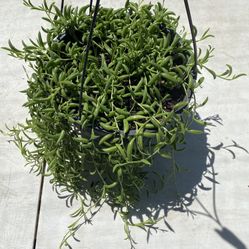 String Of Banana 