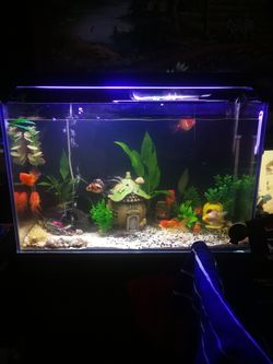 Fish tank with a build in filter